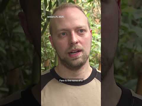 german-zoo-welcomes-birth-of-endangered-bonobo