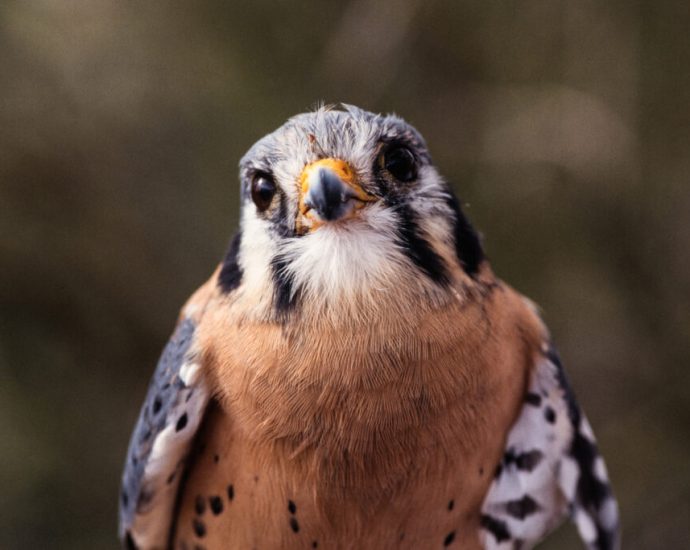 on-michigan-cherry-farms,-small-falcons-are-improving-food-safety
