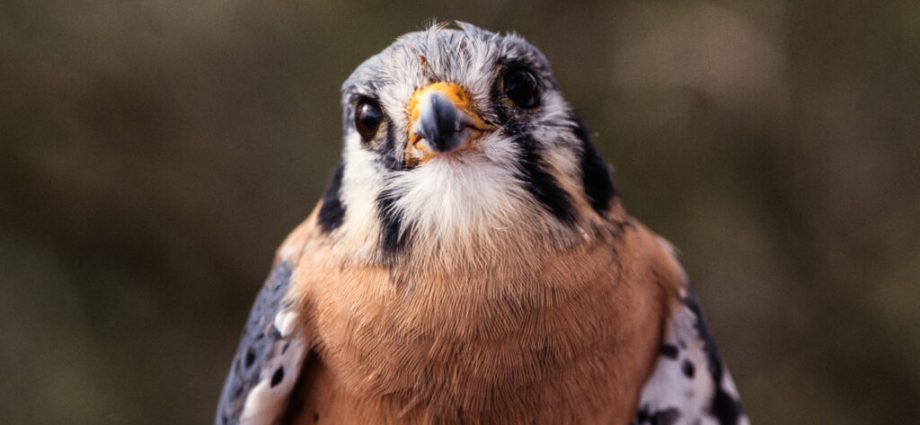 on-michigan-cherry-farms,-small-falcons-are-improving-food-safety