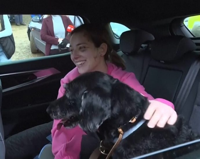 lost-and-found:-missing-dog-boro-found-safe-after-spanish-train-crash