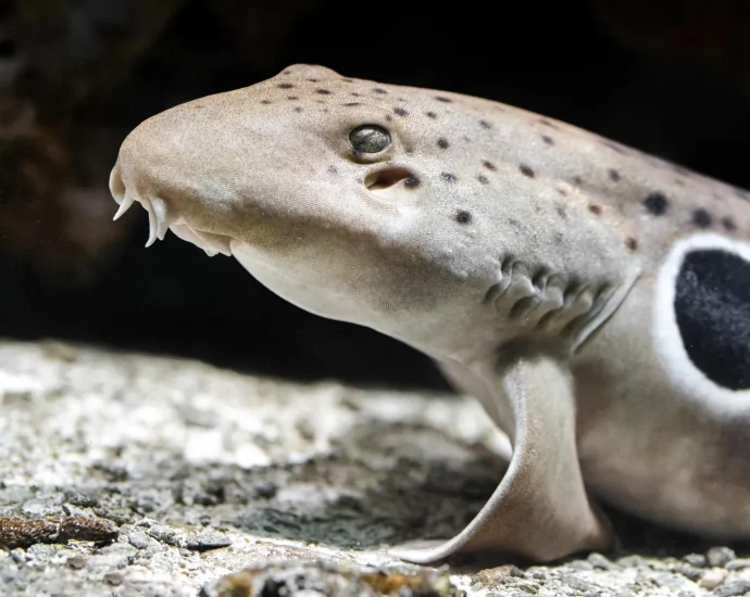 walking-sharks-break-the-rules-of-reproduction