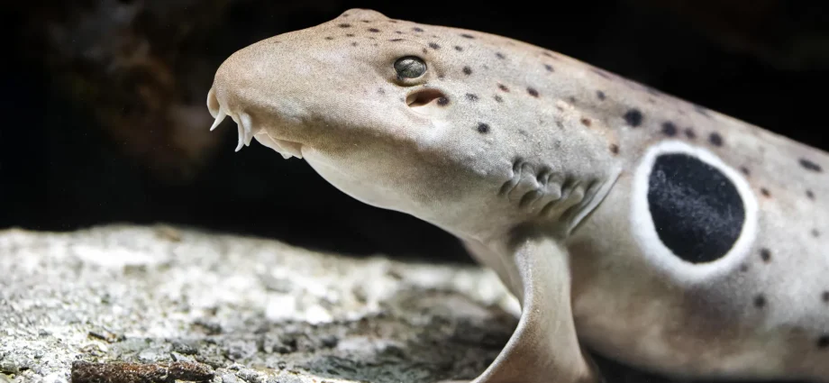 walking-sharks-break-the-rules-of-reproduction