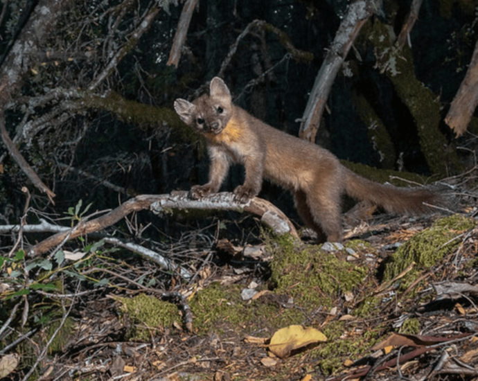 Adorable ferret-sized martens are rebounding in California