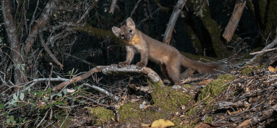 Adorable ferret-sized martens are rebounding in California