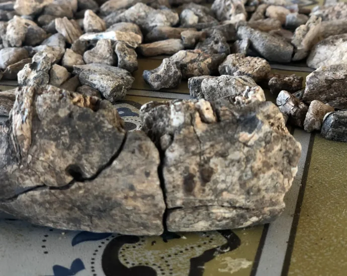 this-2.6-million-year-old-jawbone-changes-the-human-story