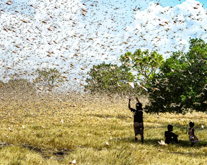 this-small-soil-upgrade-cut-locust-damage-and-doubled-yields