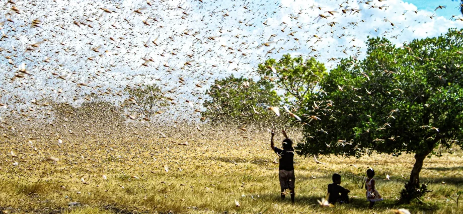 this-small-soil-upgrade-cut-locust-damage-and-doubled-yields