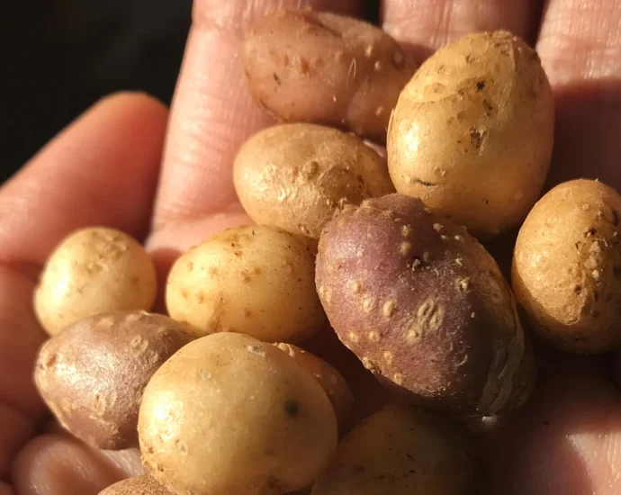 ancient-people-carried-a-wild-potato-across-the-american-southwest