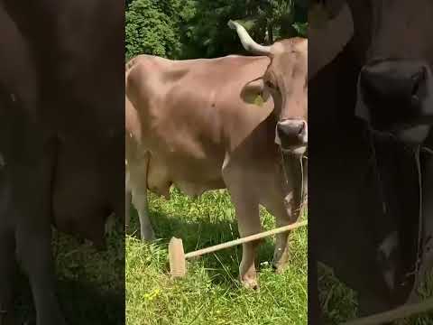 veronika,-the-cow-who-scratches-her-back