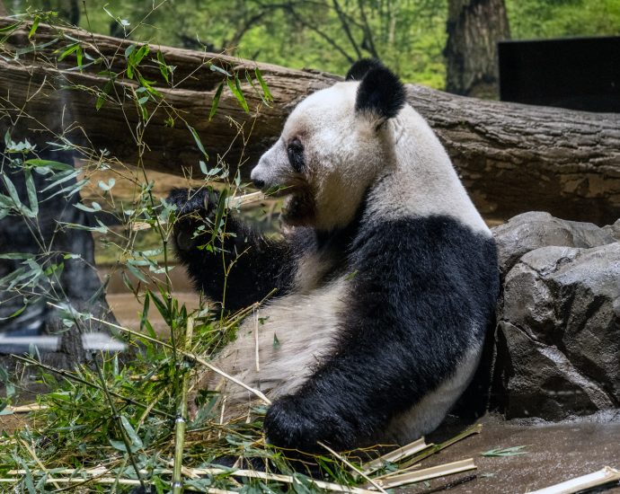 japan-says-goodbye-to-last-pandas-amid-strained-ties-with-china