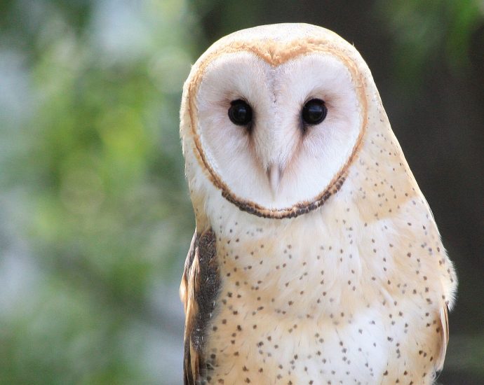 would-you-pay-1%-more-for-wildlife?