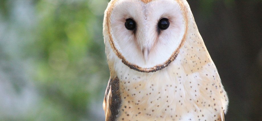 would-you-pay-1%-more-for-wildlife?