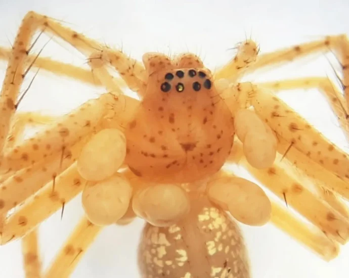 this-spider’s-“pearl-necklace”-was-living-parasites