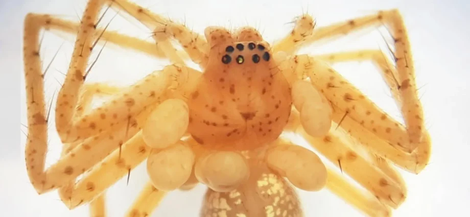 this-spider’s-“pearl-necklace”-was-living-parasites