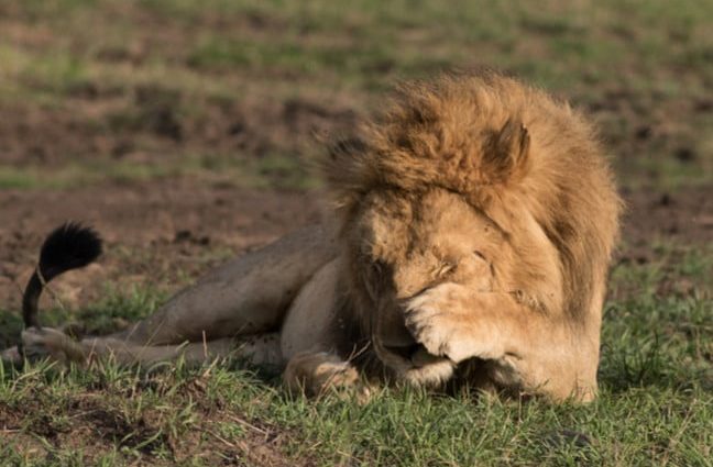 meta-to-pour-the-gdp-of-kenya-into-ai-infrastructure-push-in-2026