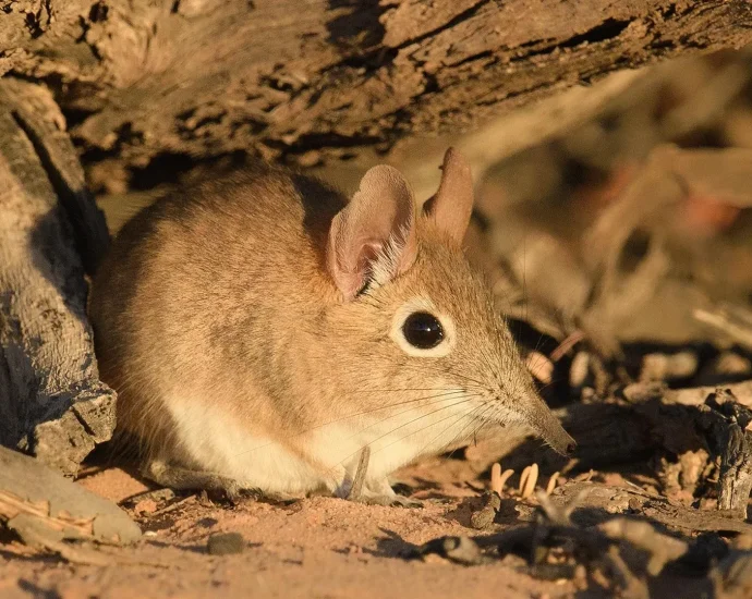 tiny-mammals-are-sending-warning-signs-scientists-can-finally-read