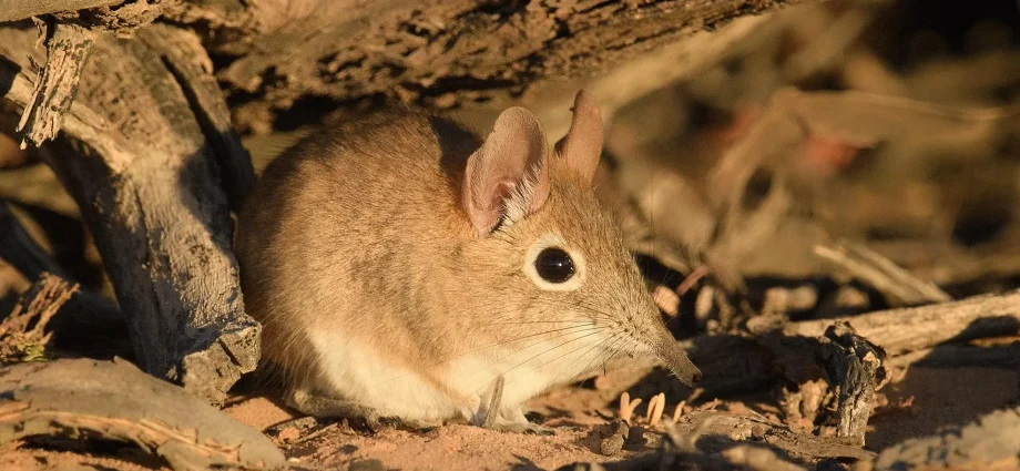 tiny-mammals-are-sending-warning-signs-scientists-can-finally-read