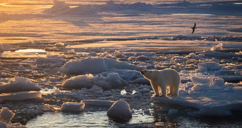 polar-bears-in-the-barents-sea-are-staying-fat-despite-rapid-sea-ice-loss