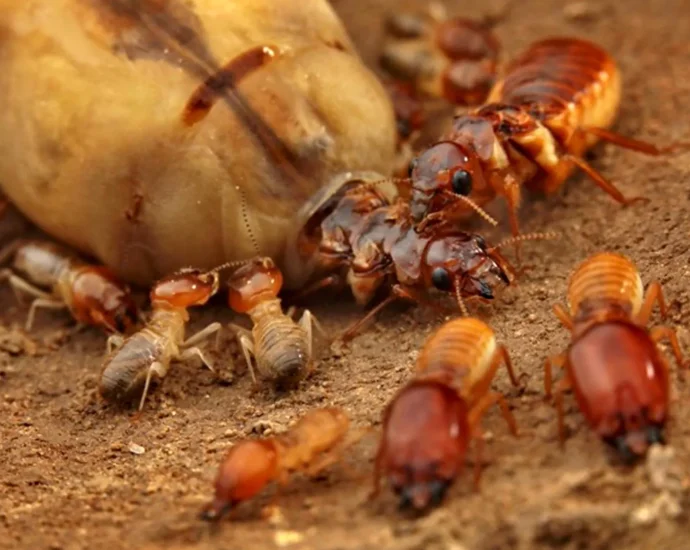 how-gene-loss-and-monogamy-built-termite-mega-societies