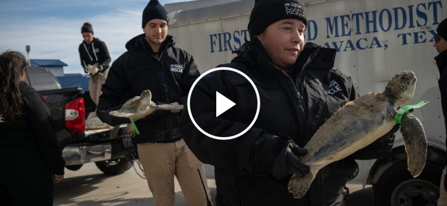 hundreds-of-sea-turtles-rescued-off-the-gulf-coast-due-to-freezing-cold