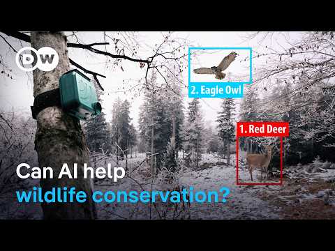 how-ai-is-used-to-protect-germany’s-national-parks-|-dw-news