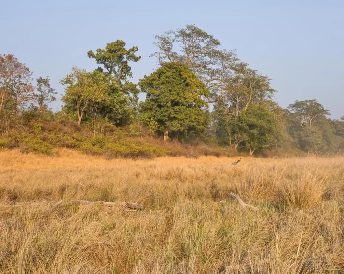 750-year-old-indian-poems-reveal-a-landscape-scientists-got-wrong