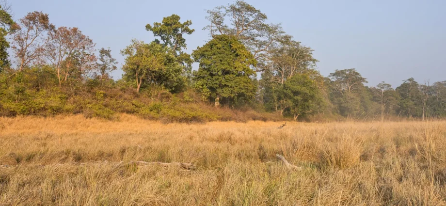 750-year-old-indian-poems-reveal-a-landscape-scientists-got-wrong