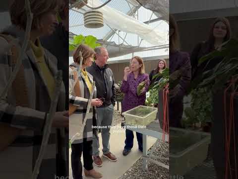 in-case-you-were-wondering-what-monstera-tastes-like:-it’s-a-cross-between-a-pineapple-and-a-banana.