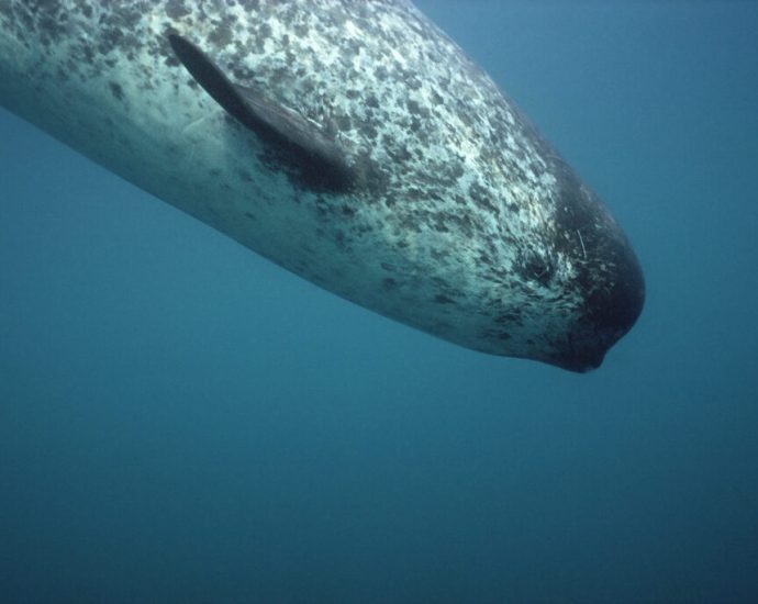 as-the-arctic-grows-noisier,-narwhals-are-becoming-quieter
