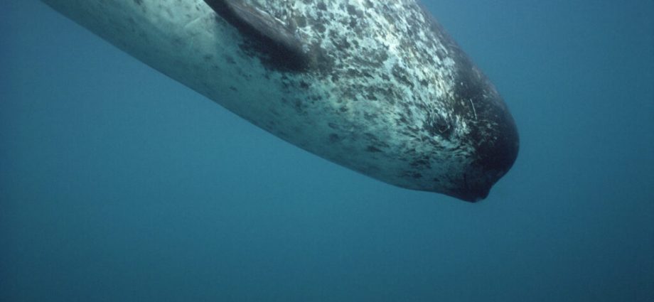 as-the-arctic-grows-noisier,-narwhals-are-becoming-quieter