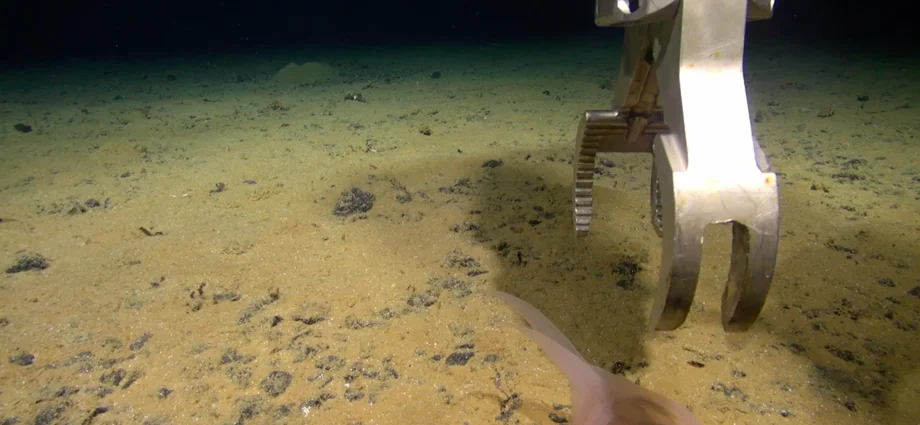 hundreds-of-new-species-found-in-a-hidden-world-beneath-the-pacific