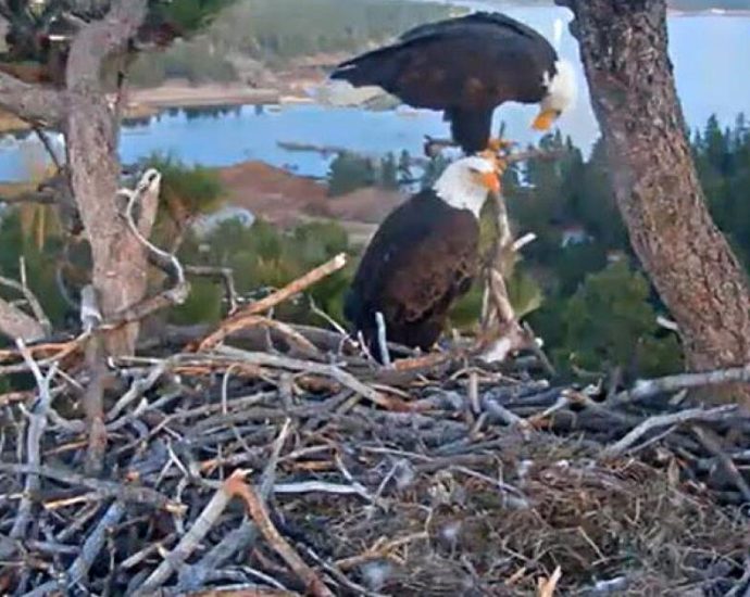 jackie-and-shadow’s-eggs-eaten-by-ravens,-but-there’s-still-hope-for-a-new-clutch