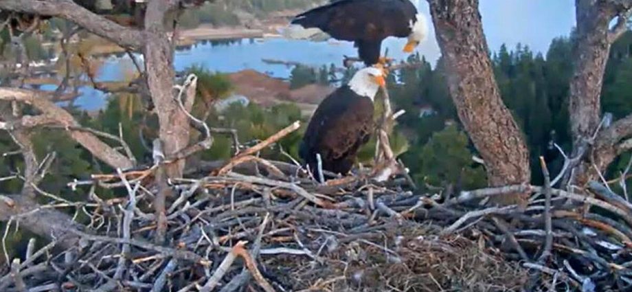 jackie-and-shadow’s-eggs-eaten-by-ravens,-but-there’s-still-hope-for-a-new-clutch