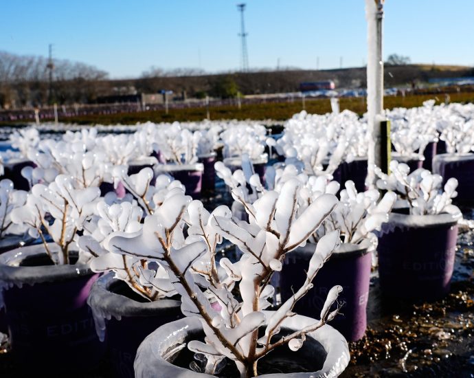 florida-produce-feeds-the-nation,-but-the-winter-freeze-puts-groceries-at-risk