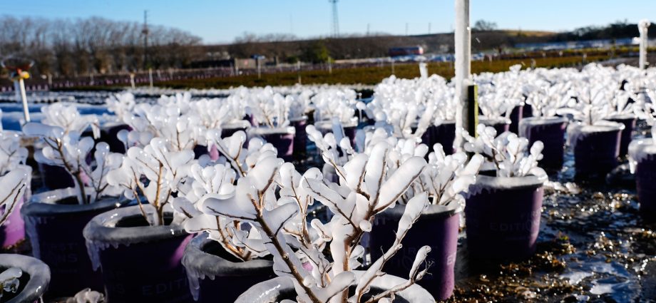 florida-produce-feeds-the-nation,-but-the-winter-freeze-puts-groceries-at-risk