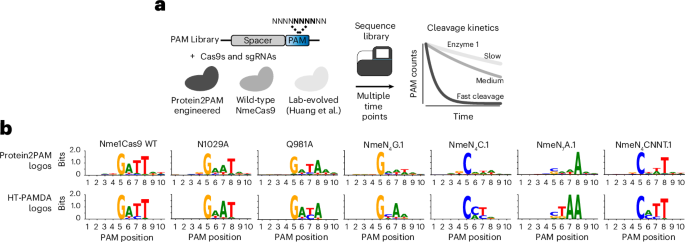 Reprogramming CRISPR–Cas enzymes for customized genome editing