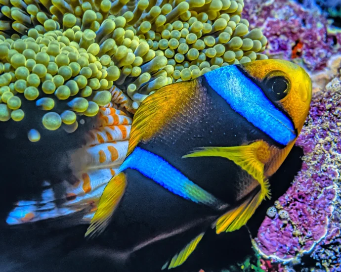 even-remote-pacific-fish-are-full-of-microplastics