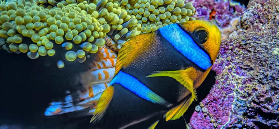 even-remote-pacific-fish-are-full-of-microplastics