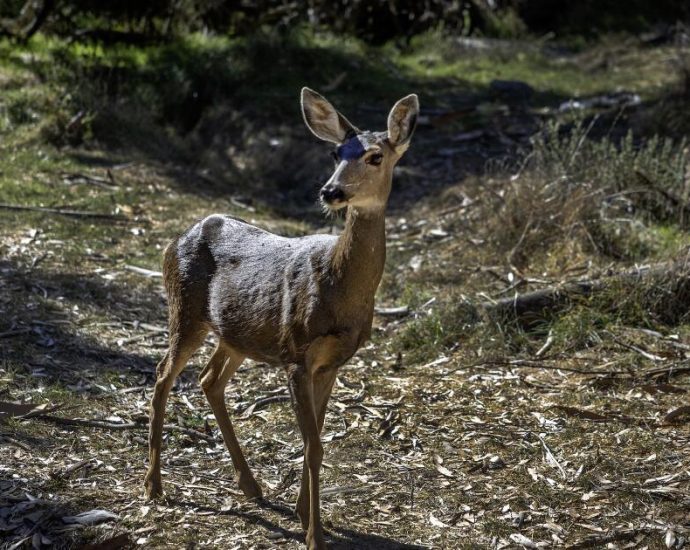 all-of-catalina’s-deer-will-be-killed-to-restore-the-island’s-ecosystem
