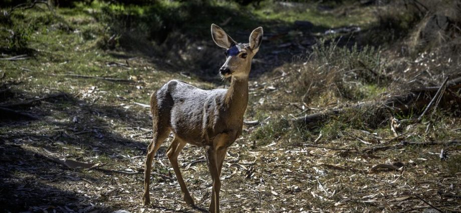 all-of-catalina’s-deer-will-be-killed-to-restore-the-island’s-ecosystem