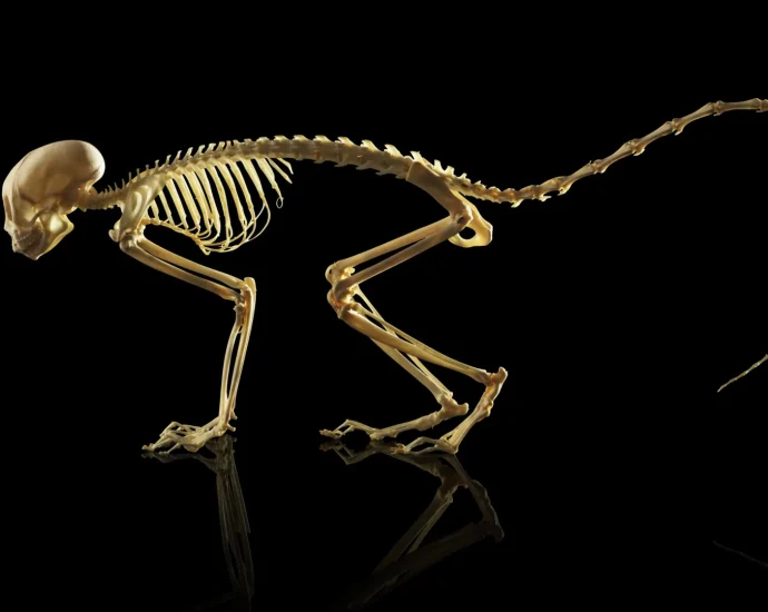 the-genetic-turning-point-that-made-backbones-possible