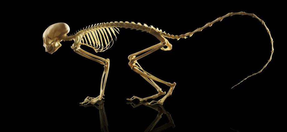 the-genetic-turning-point-that-made-backbones-possible