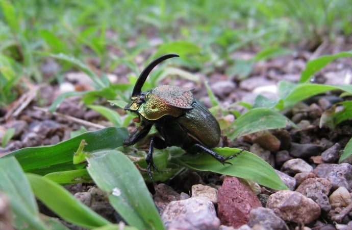 some-dung-beetles-dig-deep-to-keep-their-eggs-cool