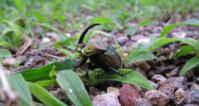 some-dung-beetles-dig-deep-to-keep-their-eggs-cool