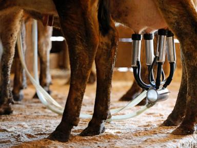 a-newborn’s-death-likely-linked-to-the-mom-drinking-raw-milk-while-pregnant