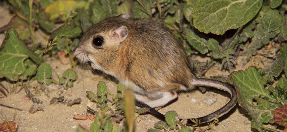where-giant-kangaroo-rats-—-and-other-critters-—-thrive
