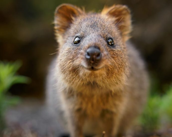 centos-is-coming-to-risc-v-soon-if-you-have-the-kit