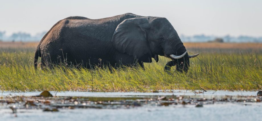 one-of-africa’s-most-important-water-sources-just-got-some-very-good-news