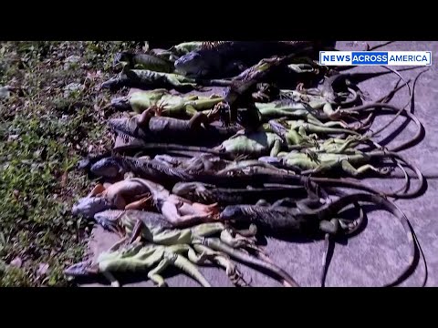 iguanas-tumble-from-trees-as-florida-suffers-cold-temperatures