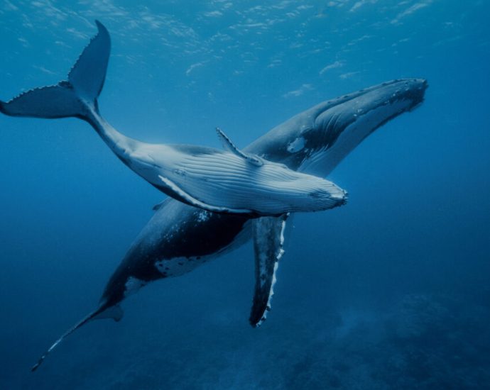 how-a-‘powerful-vision’-on-whales-and-oceans-could-change-worldviews
